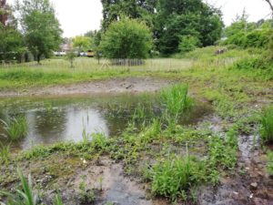 Aanplantingen poel